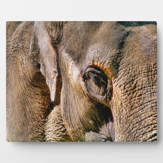 象 フォトプラーク (正面)