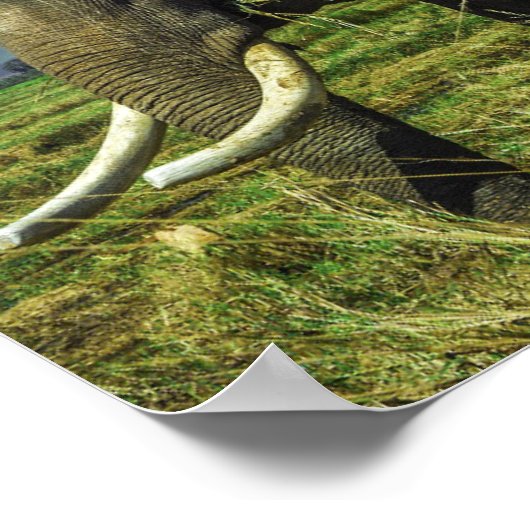 象 ポスター (角)