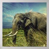 象 ポスター (正面)