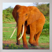 象 ポスター (正面)