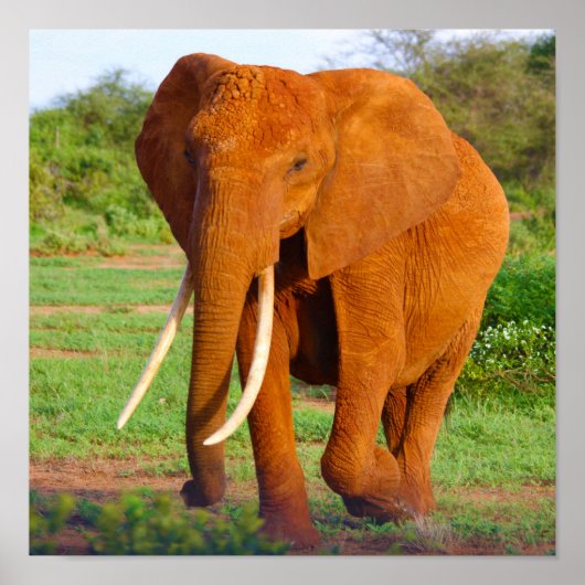 象 ポスター (正面)