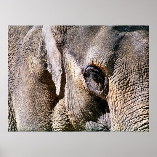 象 ポスター (正面)