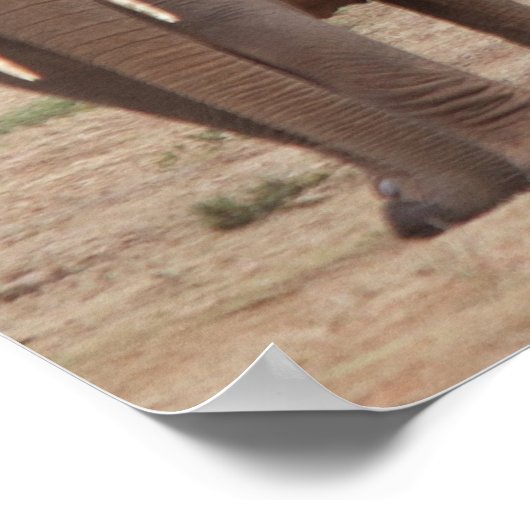 象 ポスター (角)