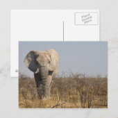 象 ポストカード (正面/裏面)