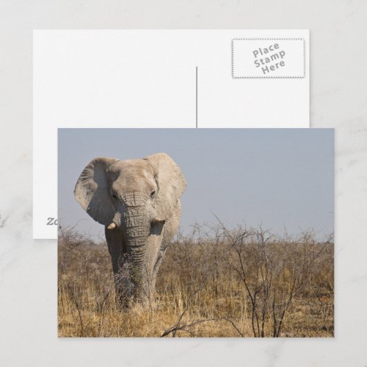 象 ポストカード (正面/裏面)