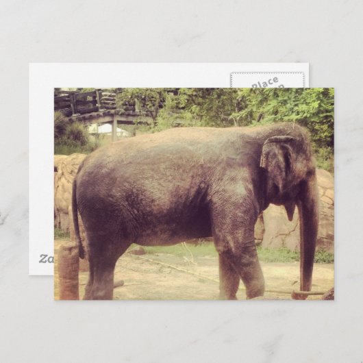 象 ポストカード (正面/裏面)