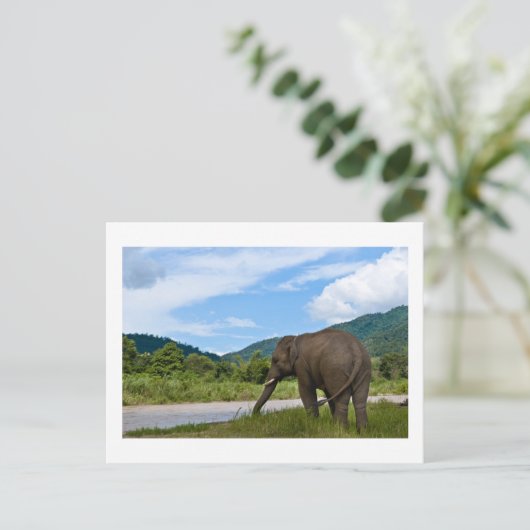 象 ポストカード (スタンド正面)