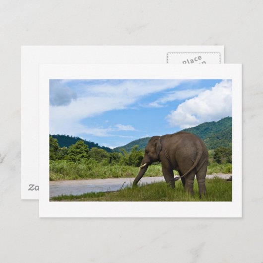 象 ポストカード (正面/裏面)