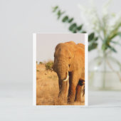 象 ポストカード (スタンド正面)