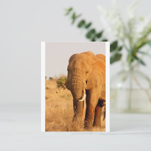 象 ポストカード (スタンド正面)