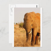 象 ポストカード (正面/裏面)