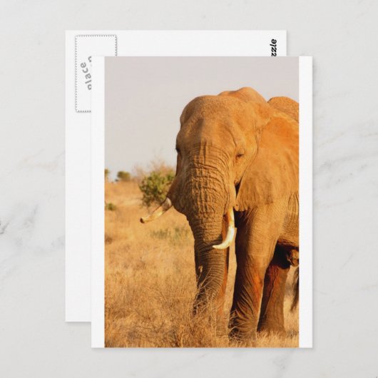 象 ポストカード (正面/裏面)