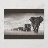 象 ポストカード (正面)