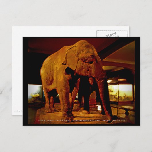 象 ポストカード (正面/裏面)