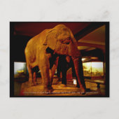 象 ポストカード (正面)