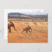 象 ポストカード (正面/裏面)