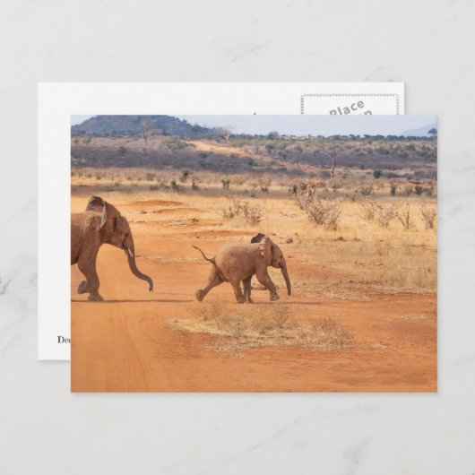 象 ポストカード (正面/裏面)