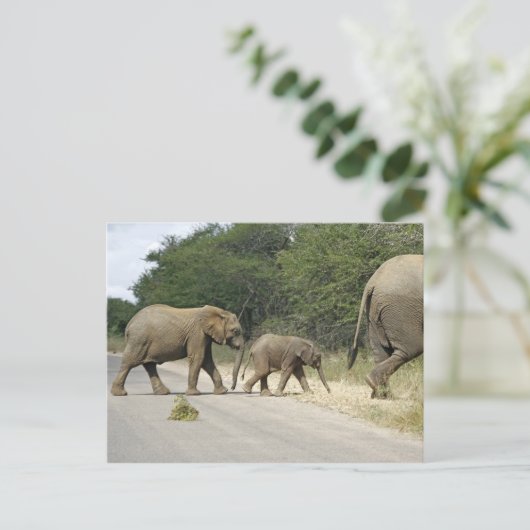 象 ポストカード (スタンド正面)