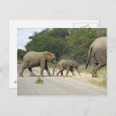 象 ポストカード (正面/裏面)