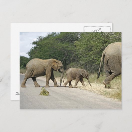 象 ポストカード (正面/裏面)