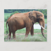 象 ポストカード (正面)
