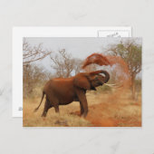 象 ポストカード (正面/裏面)