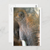 象 ポストカード (正面/裏面)