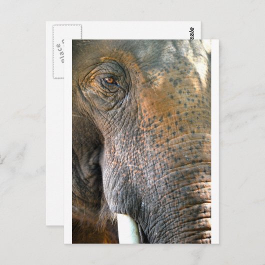 象 ポストカード (正面/裏面)
