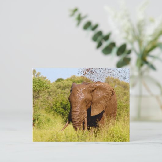 象 ポストカード (スタンド正面)