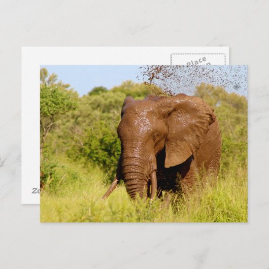 象 ポストカード (正面/裏面)