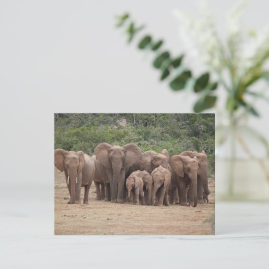 象 ポストカード (スタンド正面)