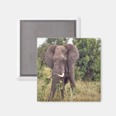 象 マグネット (正面/裏面)