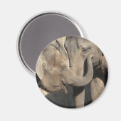 象 マグネット (正面/裏面)