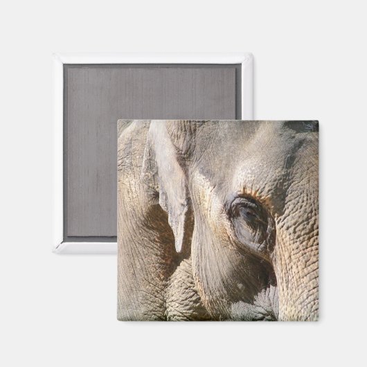 象 マグネット (正面/裏面)