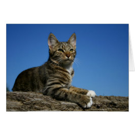 [豪奢な猫のポートレート] -大事な行事カード