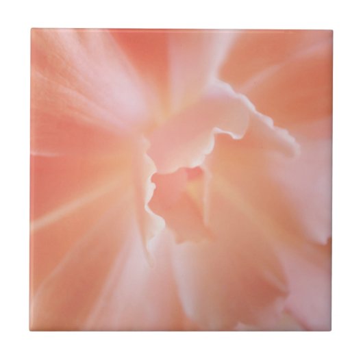 豪華で柔らかいサケによって着色されるベゴニア タイル (正面)