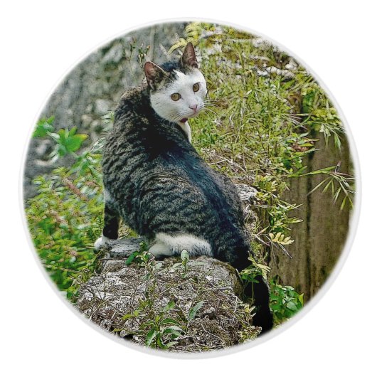 豪華で珍しい猫 セラミックノブ (正面)