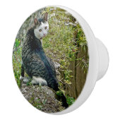 豪華で珍しい猫 セラミックノブ (右)