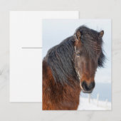 豪華なアイスランド馬の顔のアップショット ポストカード (正面/裏面)