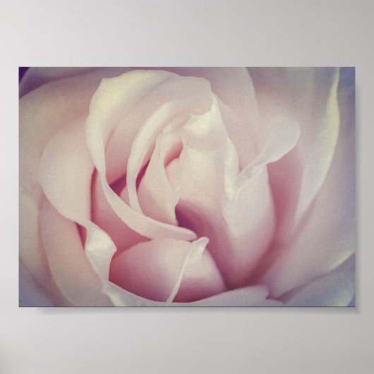 豪華なバララベンダーピンクの花のアーカイブ ポスター (正面)