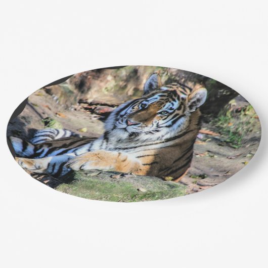 豪華なベンガルの虎 ペーパープレート (アングル)