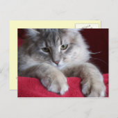 豪華なレーズンポストカード4 ポストカード (正面/裏面)