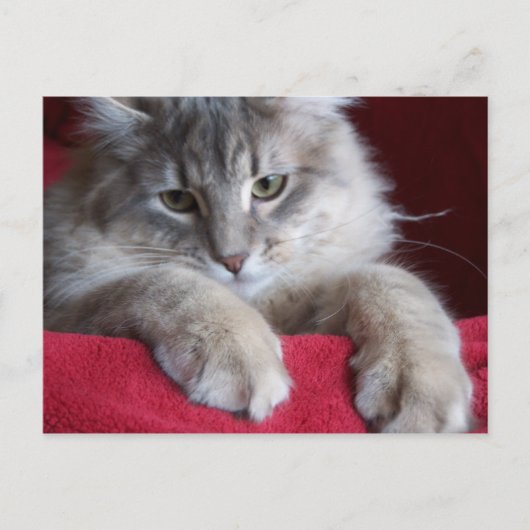 豪華なレーズンポストカード4 ポストカード (正面)