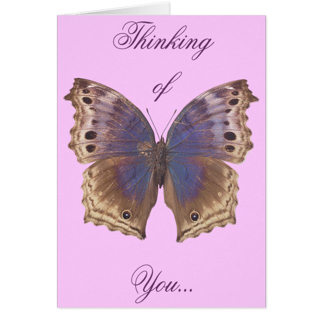 豪華な紫色の蝶 (正面)