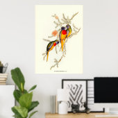 豪華な草のインコ、ヴィンテージイラストレーション ポスター (ホームオフィス)