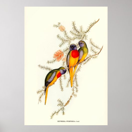 豪華な草のインコ、ヴィンテージイラストレーション ポスター (正面)