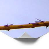 豪華な薄紫焼きローラーアフリカ産の鳥 ポスター (角)