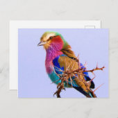 豪華な薄紫Breastedのローラーのアフリカ人の鳥 シーズンポストカード (正面/裏面)