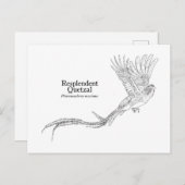 豪華ケツァル ポストカード (正面/裏面)