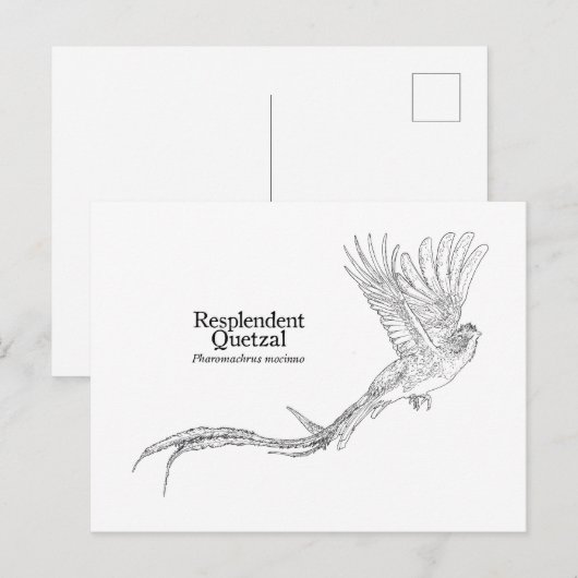 豪華ケツァル ポストカード (正面/裏面)